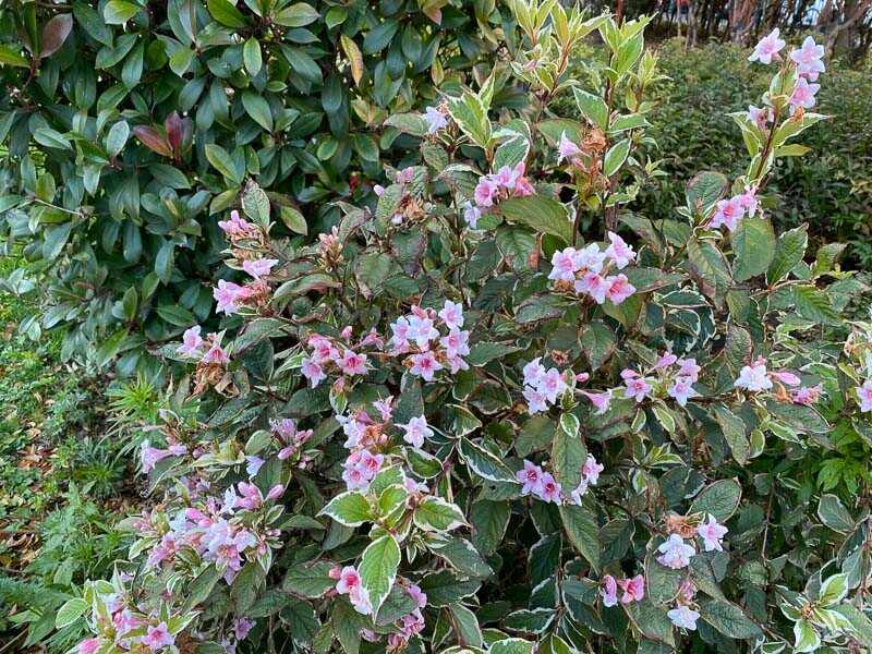 Weigela fleuri en automne dans le Jardin du Luxembourg, Paris 6e (75)