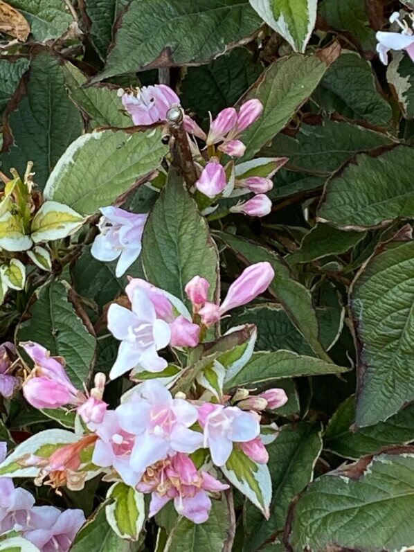 Weigela fleuri en automne dans le Jardin du Luxembourg, Paris 6e (75)