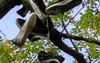 Baskets suspendus dans un arbre, avenue Philippe Auguste, Paris 11e (75)
