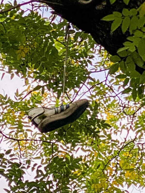 Baskets suspendus dans un arbre, avenue Philippe Auguste, Paris 11e (75)