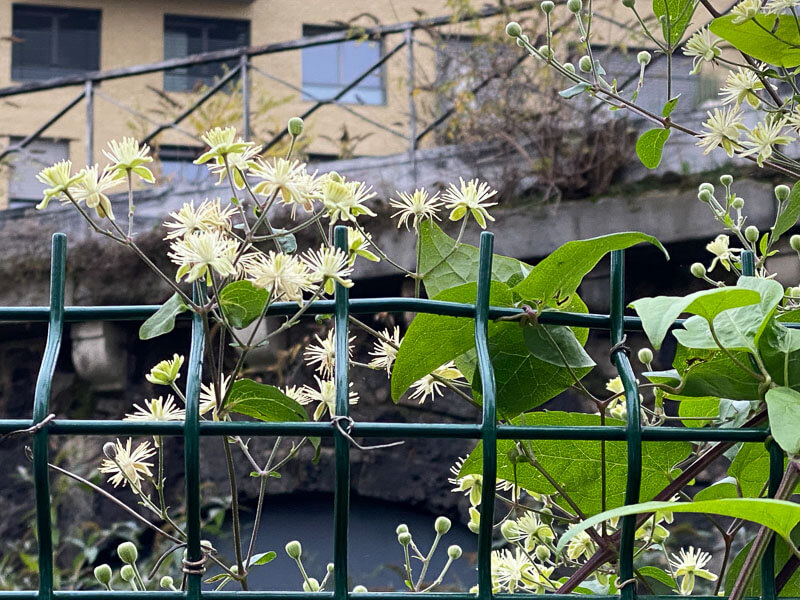 Clématite des haies (Clematis vitalba) en fleur en automne dans la rue des Ardennes, Paris 19e (75)