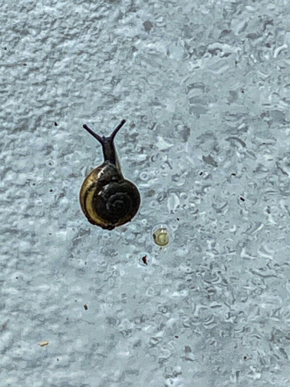 Lire la suite à propos de l’article Un escargot miniature s’est invité dans un de mes terrariums
