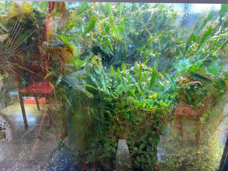 Begonia amphioxus, plante d'intérieur, terrarium, Paris 19e (75)