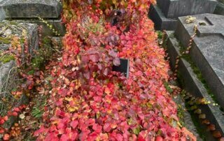 Tombe recouverte de vigne vierge en automne dans le Cimetière du Père Lachaise, Paris 20e (75)
