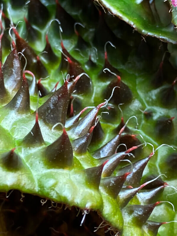 Begonia ferox, plante d'intérieur, terrarium, Paris 19e (75)