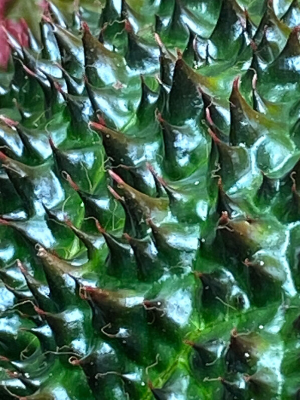 Begonia ferox, plante d'intérieur, terrarium, Paris 19e (75)