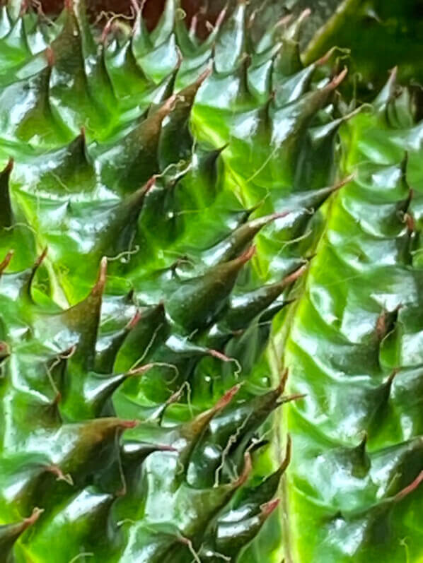 Begonia ferox, plante d'intérieur, terrarium, Paris 19e (75)