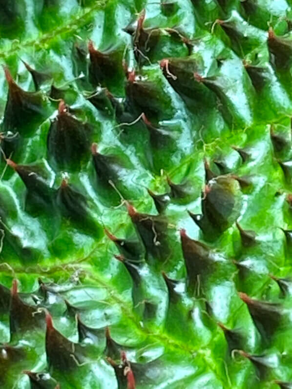 Begonia ferox, plante d'intérieur, terrarium, Paris 19e (75)