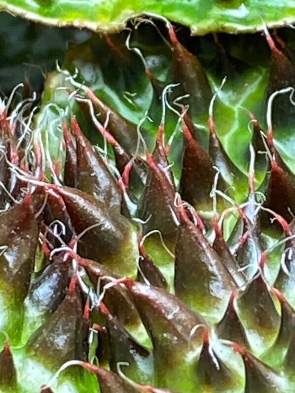 Begonia ferox, plante d'intérieur, terrarium, Paris 19e (75)