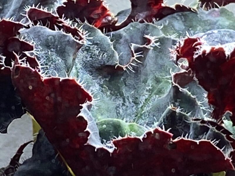 Begonia, plante d'intérieur, terrarium, Paris 19e (75)