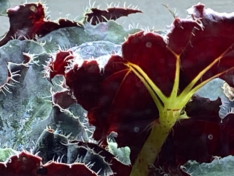 Begonia, plante d'intérieur, terrarium, Paris 19e (75)