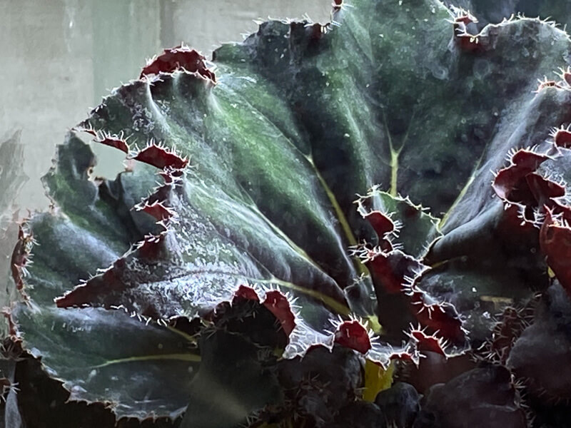 Begonia, plante d'intérieur, terrarium, Paris 19e (75)