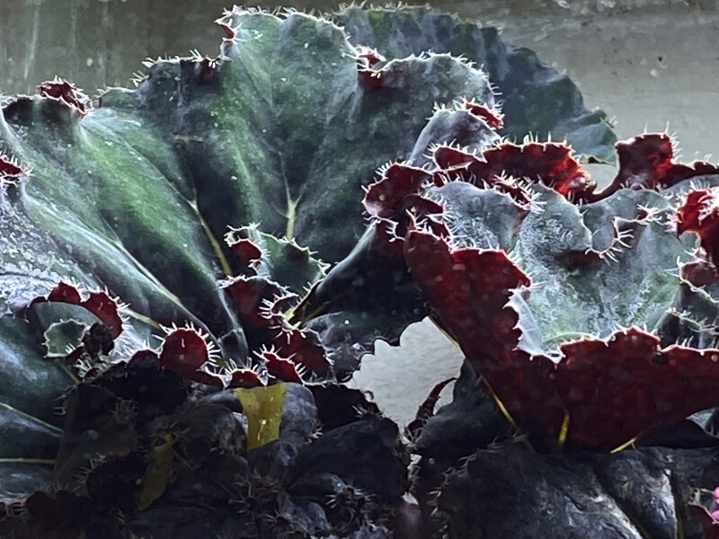 Begonia, plante d'intérieur, terrarium, Paris 19e (75)