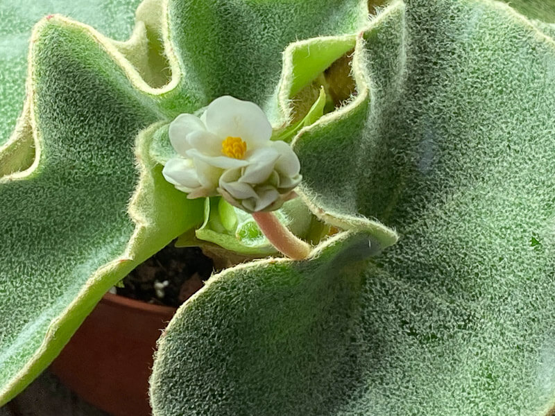 Begonia venosa, Bégoniacées, plante d'intérieur, Paris 19e (75)