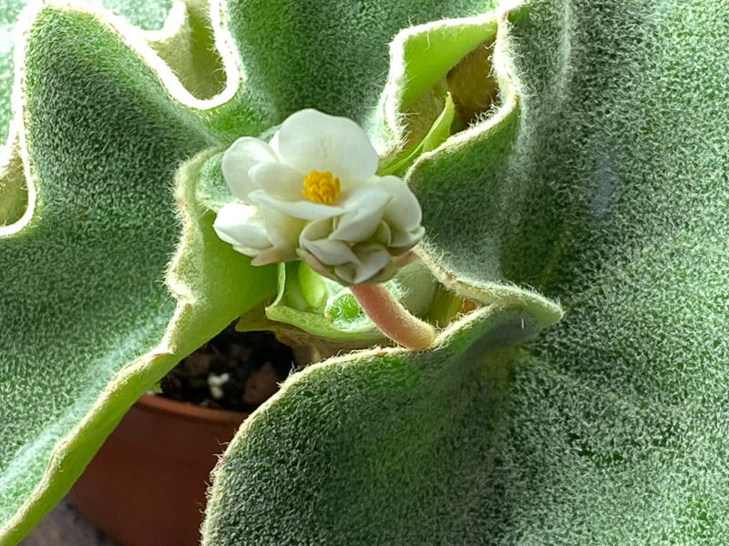 Begonia venosa, Bégoniacées, plante d'intérieur, Paris 19e (75)