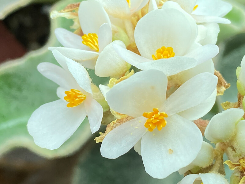 Begonia venosa, floraison, plante d'intérieur, terrarium, Paris 19e (75)