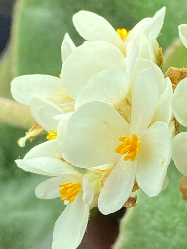 Begonia venosa, floraison, plante d'intérieur, terrarium, Paris 19e (75)