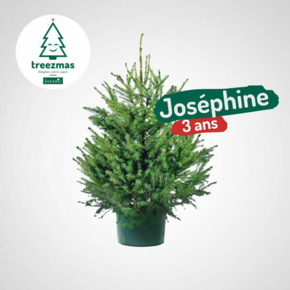 Sapin, Joséphine, Treezmas, Botanic