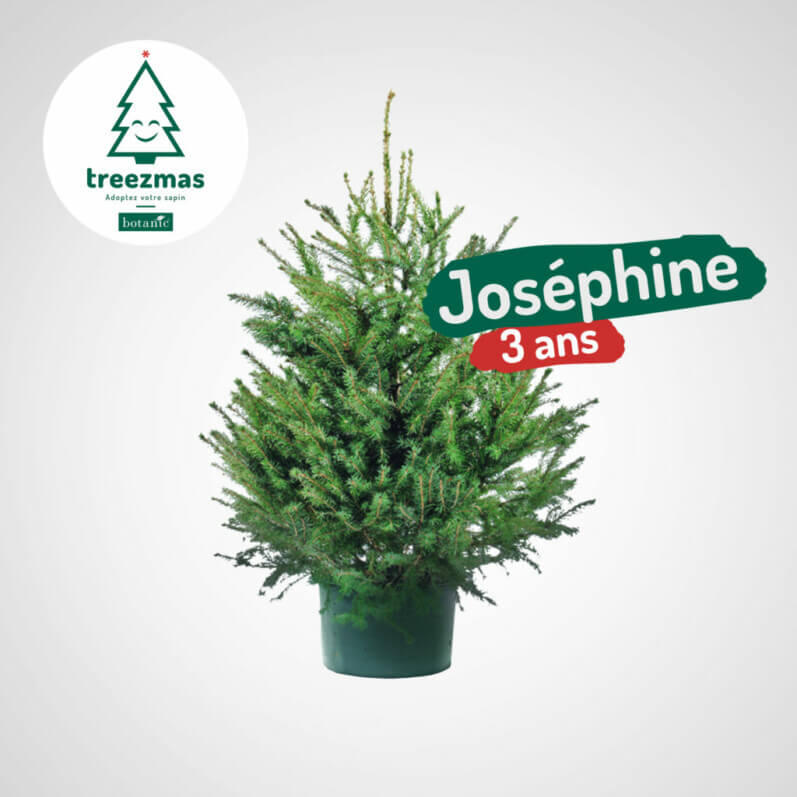 Lire la suite à propos de l’article Opter pour l’adoption de sapin de Noël avec le service Treezmas de botanic