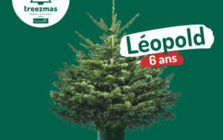 Sapin, Leopold, Treezmas, Botanic