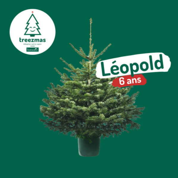 Sapin, Leopold, Treezmas, Botanic