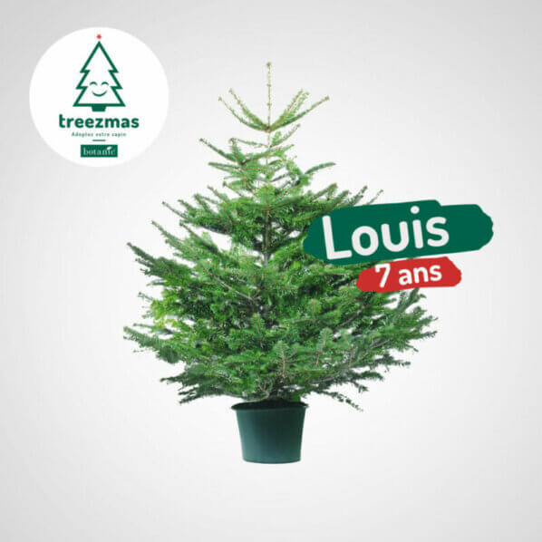 Sapin, Louis, Treezmas, Botanic