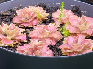Lire la suite à propos de l’article Des couleurs éclatantes pour mes Pinguicula ‘Weser’