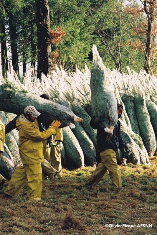 Sapins de Noël, photo Olivier Picque / AFSNN