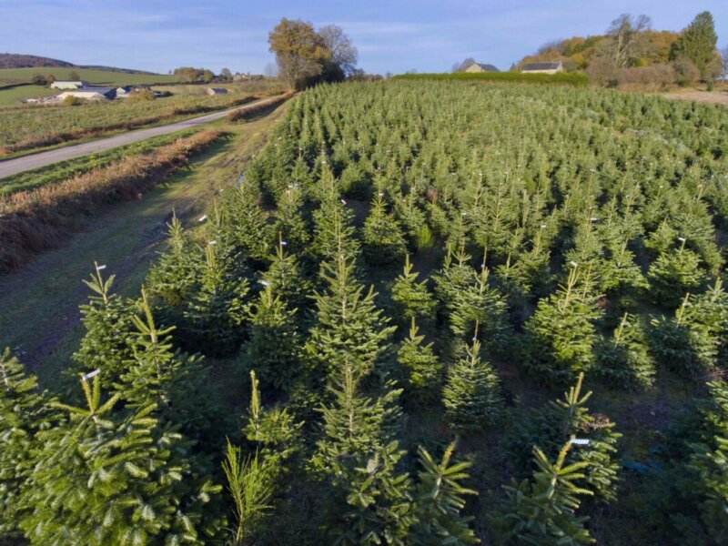 Sapins de Noël, photo Sylvain Barthelemy / Valhor