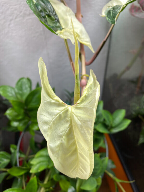 Syngonium podophyllum ‘Albo Variegata’, Araceae, plante d'intérieur, Paris 19e (75)