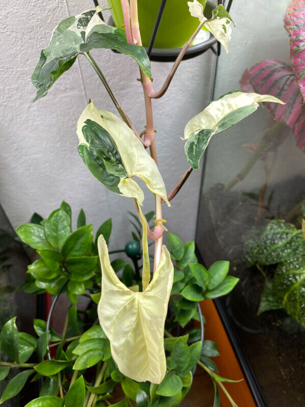 Syngonium podophyllum ‘Albo Variegata’, Araceae, plante d'intérieur, Paris 19e (75)