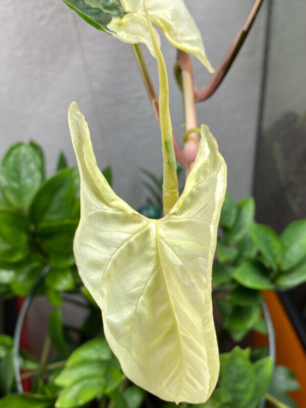 Lire la suite à propos de l’article Feuille entièrement crème sur mon Syngonium podophyllum ‘Albo Variegata’
