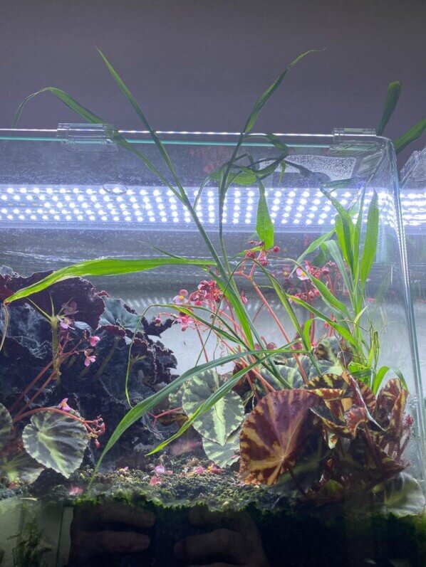Mauvaise herbe dans un terrarium avec des bégonias, plante d'intérieur, Paris 19e (75)