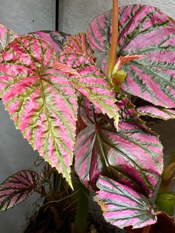 Nouvelles pousses sur Begonia brevirimosa, plante d'intérieur, terrarium, Paris 19e (75)