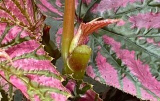 Nouvelle pousse sur Begonia brevirimosa, plante d'intérieur, terrarium, Paris 19e (75)