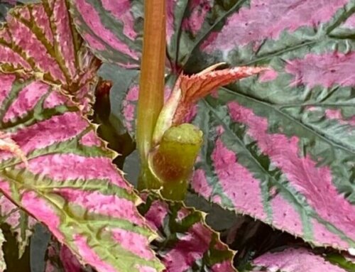 Nombreuses repousses sur mon Begonia brevirimosa taillé