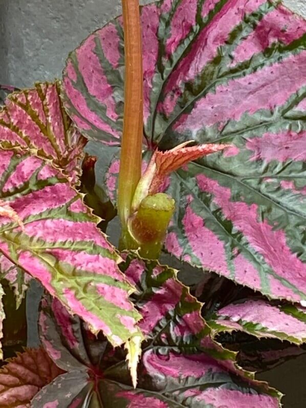 Nouvelle pousse sur Begonia brevirimosa, plante d'intérieur, terrarium, Paris 19e (75)