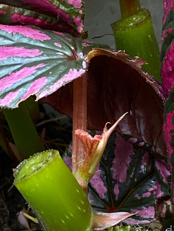 Nouvelle pousse sur Begonia brevirimosa, plante d'intérieur, terrarium, Paris 19e (75)