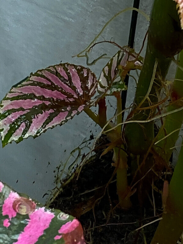 Nouvelle pousse sur Begonia brevirimosa, plante d'intérieur, terrarium, Paris 19e (75)