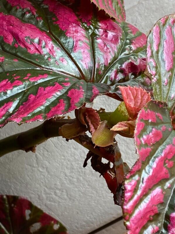 Nouvelle pousse sur Begonia brevirimosa, plante d'intérieur, terrarium, Paris 19e (75)