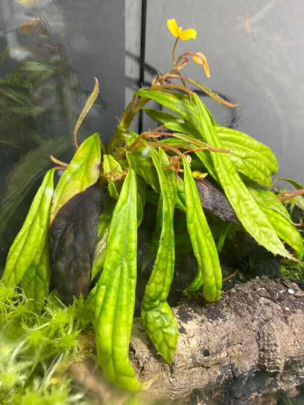 Begonia montis-elephantis, plante d'intérieur, terrarium, Paris 19e (75)