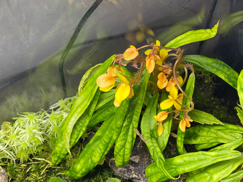 Begonia montis-elephantis, Bégoniacées, plante d'intérieur, terrarium, Paris 19e (75)