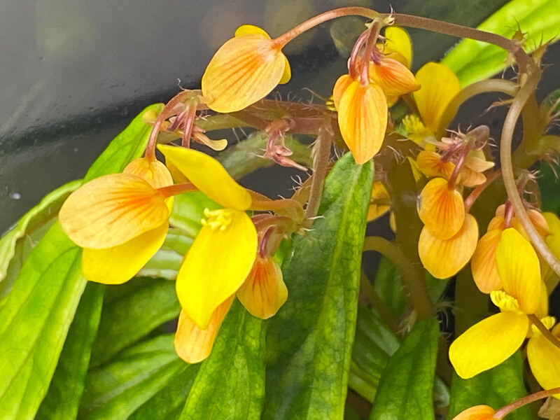 Lire la suite à propos de l’article Les fleurs d’or du Begonia montis-elephantis