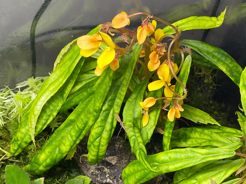 Begonia montis-elephantis, Bégoniacées, plante d'intérieur, terrarium, Paris 19e (75)
