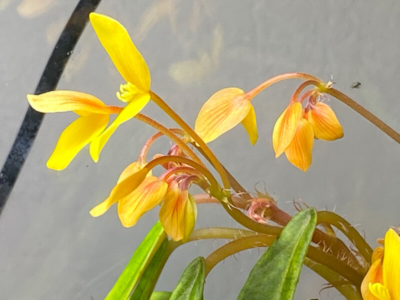 Begonia montis-elephantis, Bégoniacées, plante d'intérieur, terrarium, Paris 19e (75)