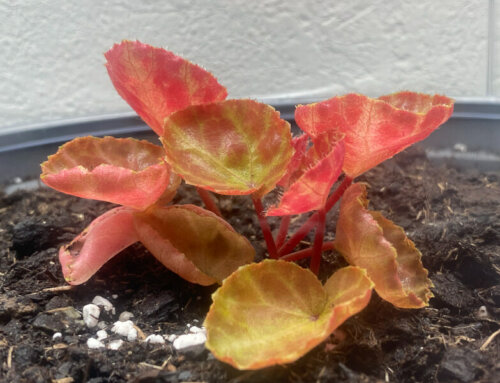 Begonia nurii Red