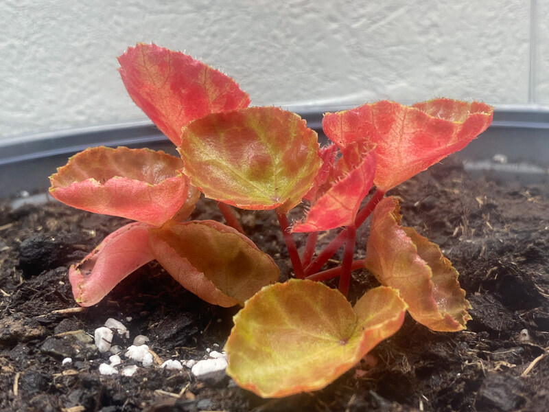 Begonia nurii Red, Bégoniacées, plante d'intérieur, terrarium, Paris 19e (75)