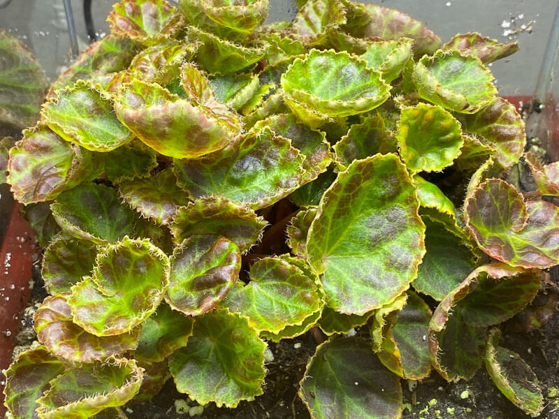 Dans un semis de Begonia nurii Red, plante d'intérieur, terrarium, Paris 19e (75)