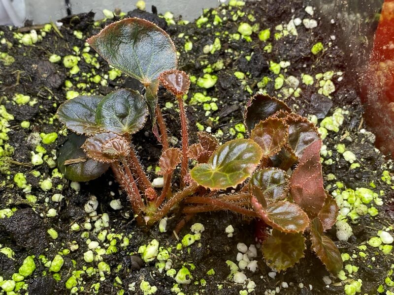 Begonia nurii forme bronze pourpre, plante d'intérieur, terrarium, Paris 19e (75)