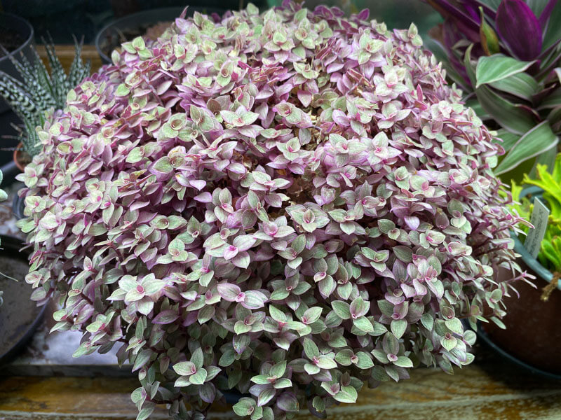Callisia repens 'Pink Panther', plante d'intérieur, terrarium, Paris 19e (75)